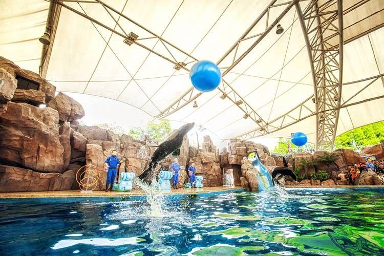 江城哪個水族館龍魚好?祥龍魚場龍魚 龍魚百科 第4張 江城哪個水族館龍魚好?祥龍魚場龍魚 江城哪個水族館龍魚好?祥龍魚場龍魚 龍魚百科 第4張