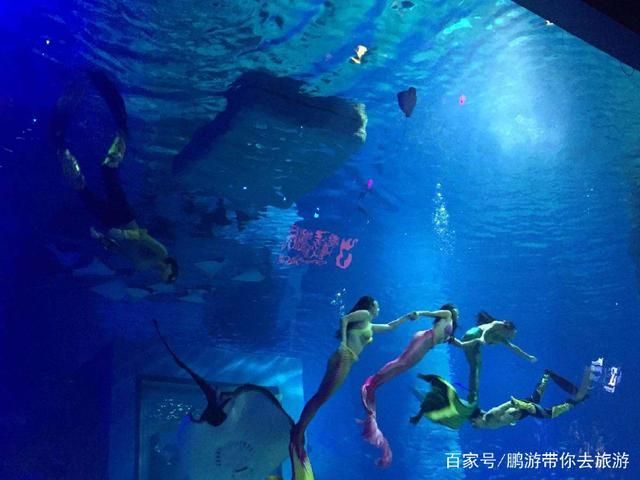廣州最大的水族館是哪個（廣州最大的水族館是哪里？）