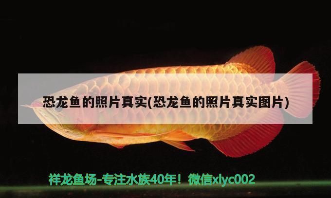 恐龍魚的照片真實(恐龍魚的照片真實圖片)