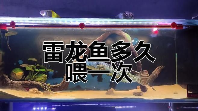 雷龍魚苗多久喂一次？（雷龍魚的喂食頻率怎么調整）