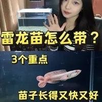 雷龍魚苗多久喂一次？（雷龍魚的喂食頻率怎么調整）