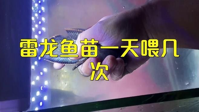 雷龍魚苗多久喂一次？（雷龍魚的喂食頻率怎么調整）