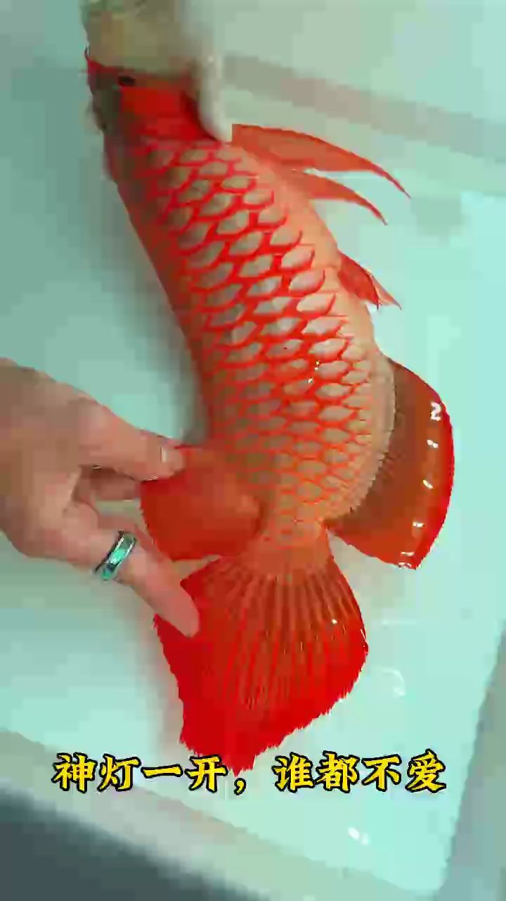 愛美之心，人皆有之，給我的超冠F2也開個神燈臭美一下吧?? 論大體型、硬骨骼、正紅發(fā)色還得是超冠F2[得意] 蘇呵德爾河域～萬隆天王超冠F2血統(tǒng) 印尼????蘇呵德爾紅龍魚三大特點： 1??體型大 2??鯁骨硬 3??發(fā)色紅 #萬隆天王紅龍 #龍魚 #紅龍 #觀賞魚