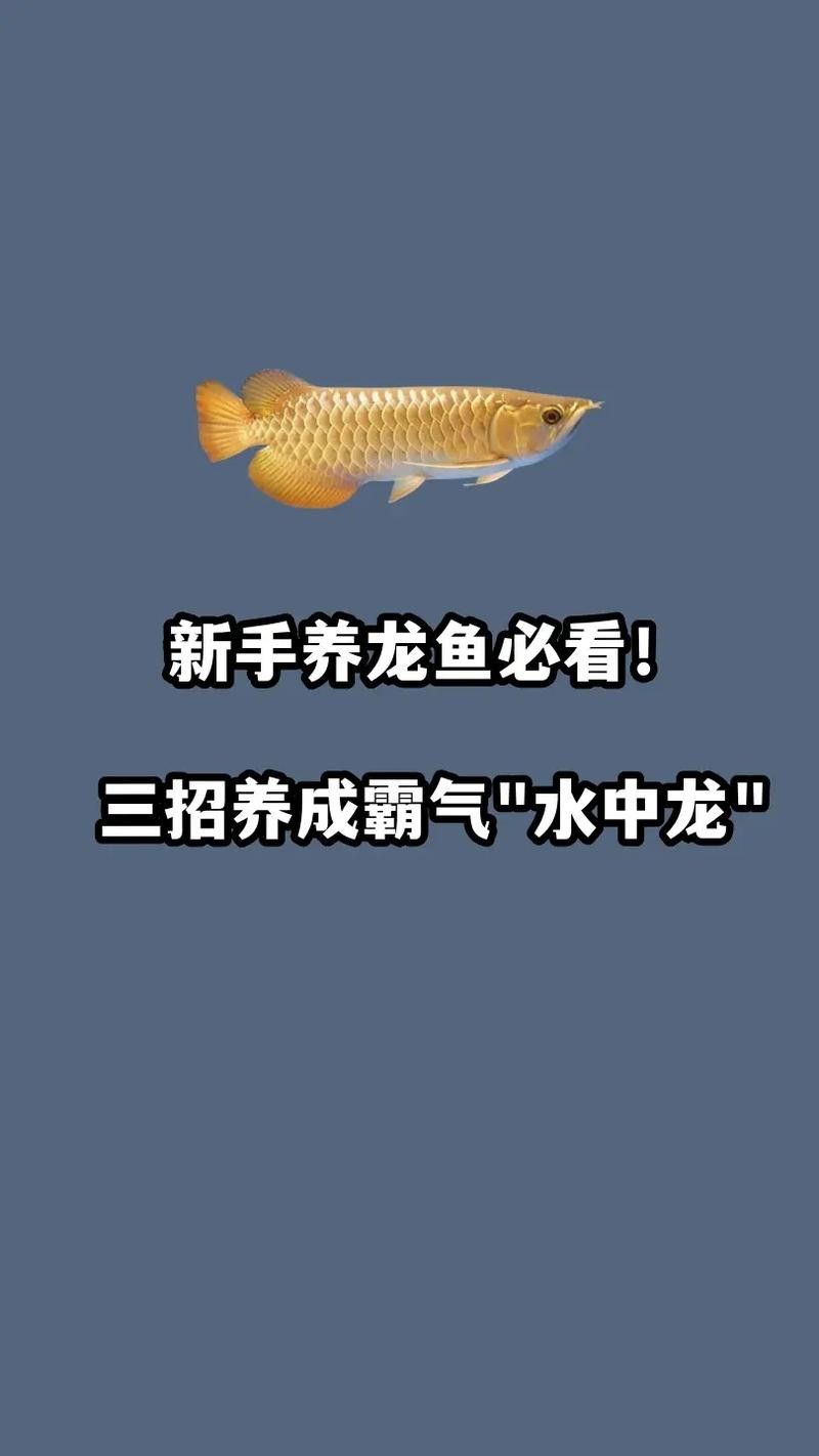 線上購買和興龍魚可靠嗎？（線上購買和興龍魚可靠嗎）