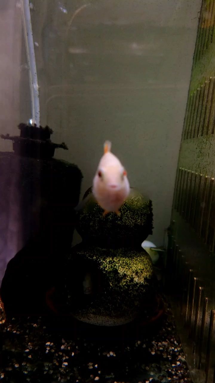 普通迷你（北京老寧評論：普通迷你）