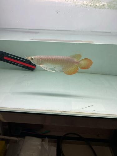 給我一張大湖紅龍魚的圖片（大湖紅龍魚的飼養方法）