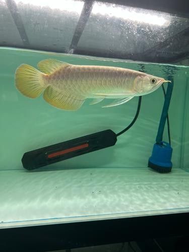 給我一張大湖紅龍魚的圖片（大湖紅龍魚的飼養方法）