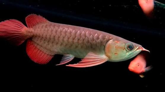 給我一張大湖紅龍魚的圖片（大湖紅龍魚的飼養(yǎng)方法）