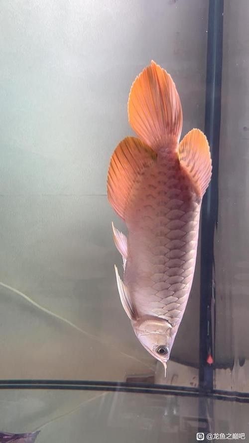 給我一張大湖紅龍魚的圖片（大湖紅龍魚的飼養(yǎng)方法）