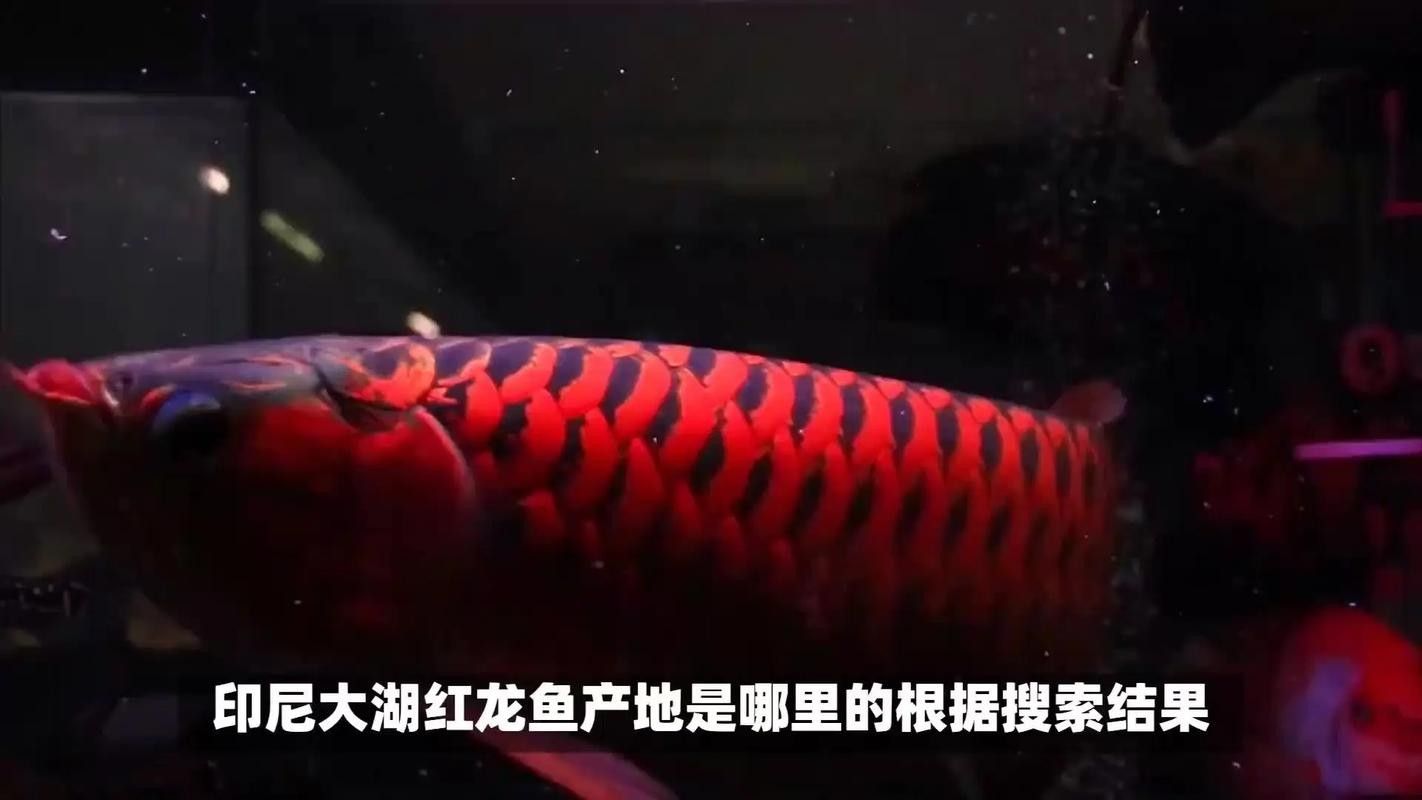 給我一張大湖紅龍魚的圖片（大湖紅龍魚的飼養(yǎng)方法）