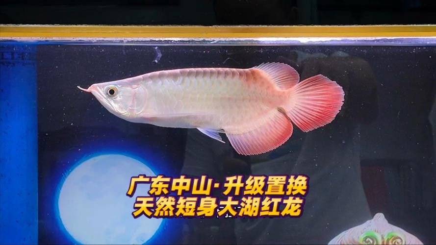給我一張大湖紅龍魚的圖片（大湖紅龍魚的飼養(yǎng)方法）