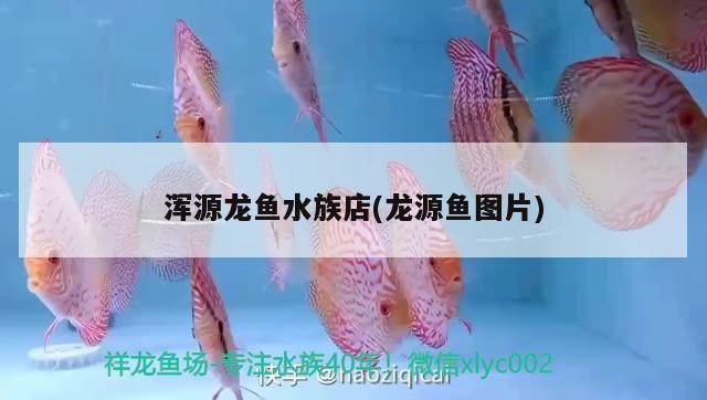 渾源龍魚水族店(龍源魚圖片)（哈爾濱渾源龍魚水族店）