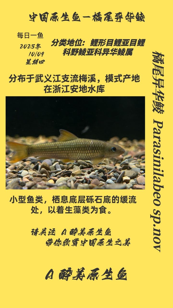 橘尾異華鯪（橘尾異華鯪在淡水生態中扮演著重要的橘色）