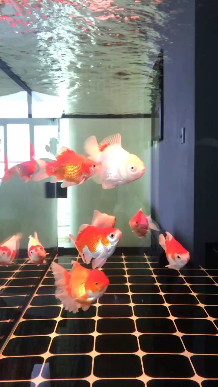 不養龍魚了，改養金魚更省心（不養龍魚了，改養金魚更省心，隨著生活節奏加快和對養魚知識的逐漸了解）