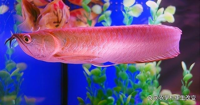 杜龍魚的市場供應情況如何（杜龍魚市場供應情況分析）
