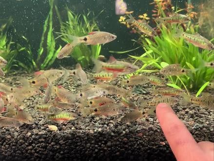 杜龍魚的市場供應情況如何（杜龍魚市場供應情況分析）