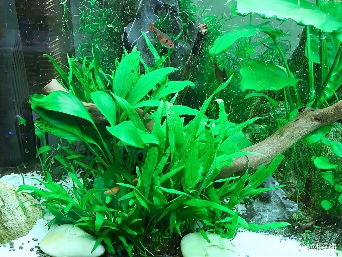 不開燈會影響龍魚健康嗎？（不開燈會影響龍魚健康嗎不開燈會影響龍魚健康嗎）