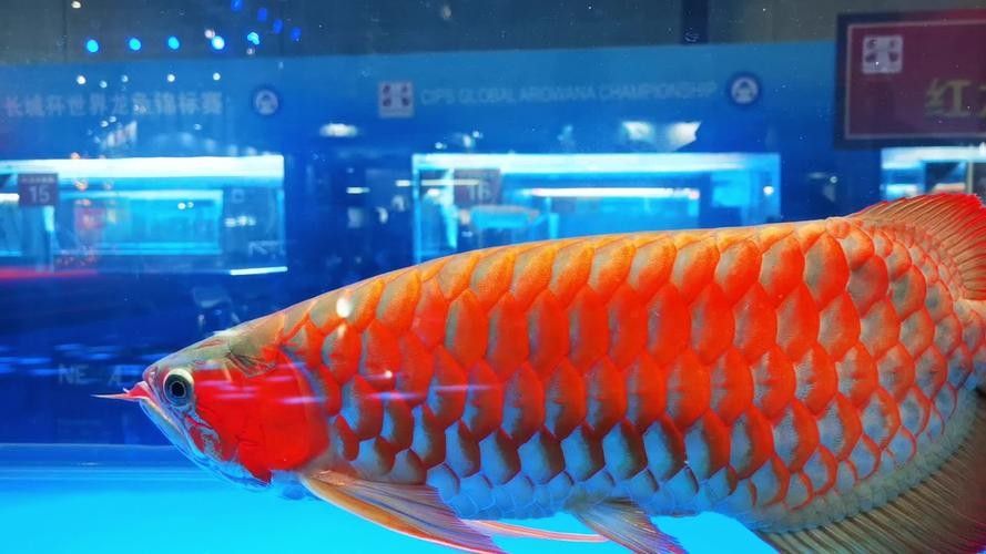 如何辨別血紅龍魚證書的真偽（如何鑒別血紅龍魚證書的真偽）