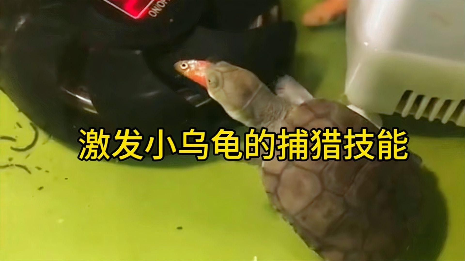 草龜和金魚混養的最佳搭配（草龜與金魚混養時，有幾個關鍵因素需要考慮）