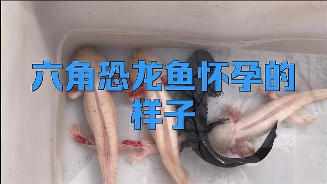 六角恐龍魚繁殖期有哪些行為（六角恐龍魚在繁殖期的主要行為特征）