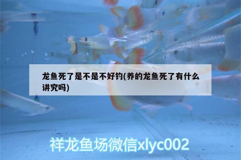 龍魚死了是不是不好釣(養的龍魚死了有什么講究嗎)（龍魚死了是不是不好釣）