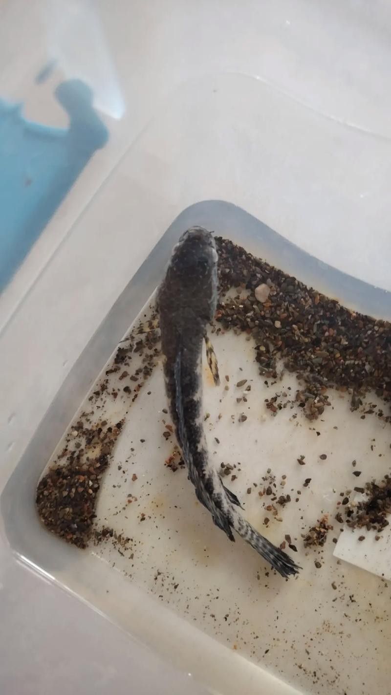 雷龍魚跳缸怎么辦？（玖柒錢多多雷龍魚跳缸怎么辦春天調(diào)缸技巧大公開依盞啵啵）