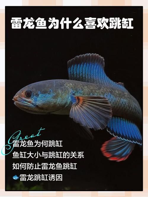 雷龍魚跳缸怎么辦？（玖柒錢多多雷龍魚跳缸怎么辦春天調(diào)缸技巧大公開依盞啵啵）
