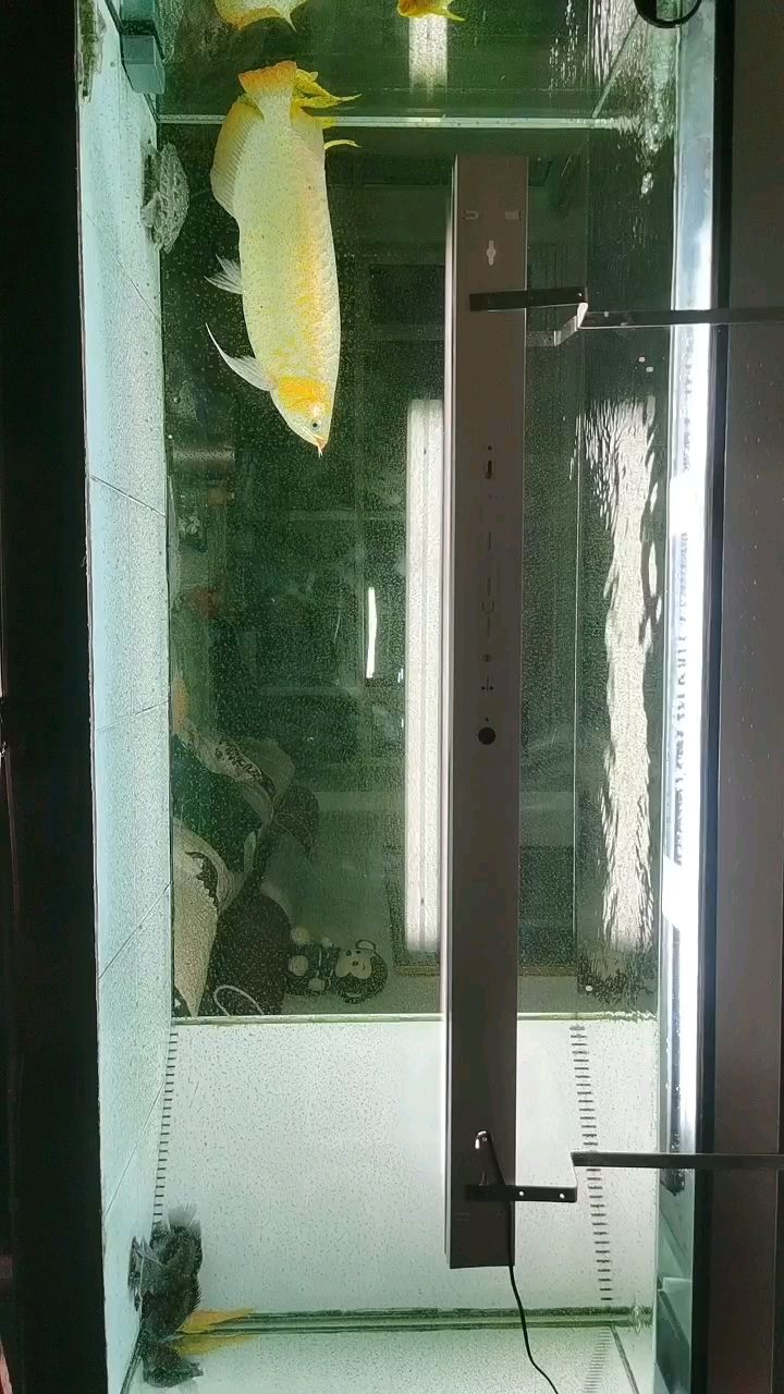 養廢了（jonyu評論：養廢了，本文探討了“養廢了”這一現象）