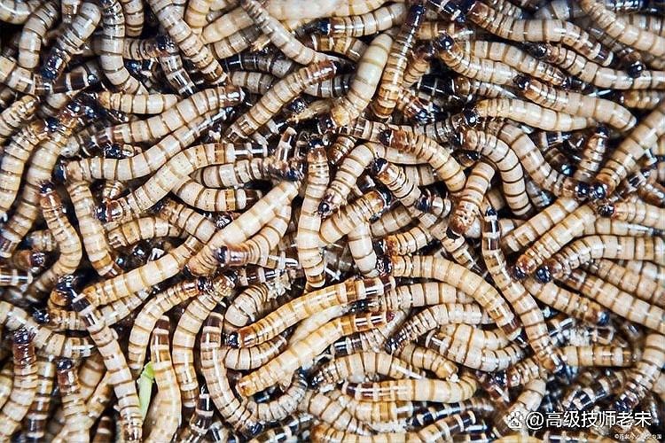 火龍魚吃面包蟲會咬到手嗎（火龍魚吃面包蟲會咬人嗎火龍魚吃面包蟲會咬人嗎）