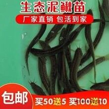 南京龍魚(yú)寄養(yǎng)有哪些套餐？（南京龍魚(yú)寄養(yǎng)服務(wù)） 南京龍魚(yú)寄養(yǎng)有哪些套餐？（南京龍魚(yú)寄養(yǎng)服務(wù)） 龍魚(yú)百科 第3張