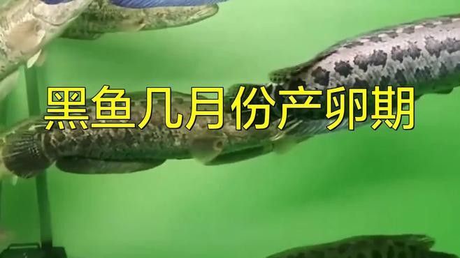 黑魚在魚缸中如何繁殖？（在魚缸中繁殖黑魚的方法主要涉及以下幾個步驟和注意事項） 黑魚在魚缸中如何繁殖？（在魚缸中繁殖黑魚的方法主要涉及以下幾個步驟和注意事項） 龍魚百科 第3張