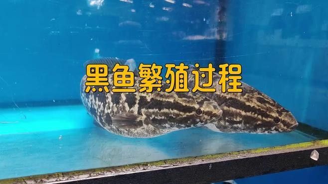 黑魚在魚缸中如何繁殖？（在魚缸中繁殖黑魚的方法主要涉及以下幾個步驟和注意事項） 黑魚在魚缸中如何繁殖？（在魚缸中繁殖黑魚的方法主要涉及以下幾個步驟和注意事項） 龍魚百科 第1張
