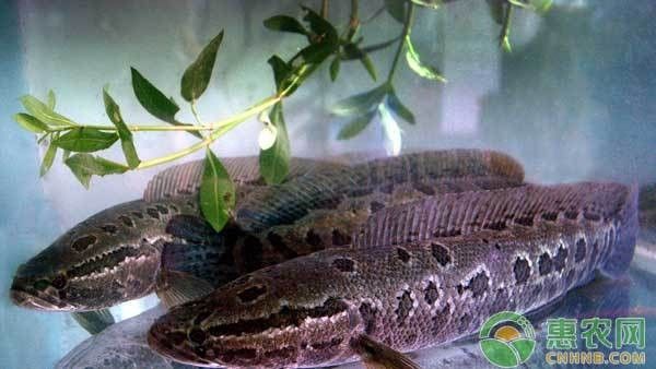 黑魚在魚缸中如何繁殖？（在魚缸中繁殖黑魚的方法主要涉及以下幾個步驟和注意事項） 黑魚在魚缸中如何繁殖？（在魚缸中繁殖黑魚的方法主要涉及以下幾個步驟和注意事項） 龍魚百科 第6張
