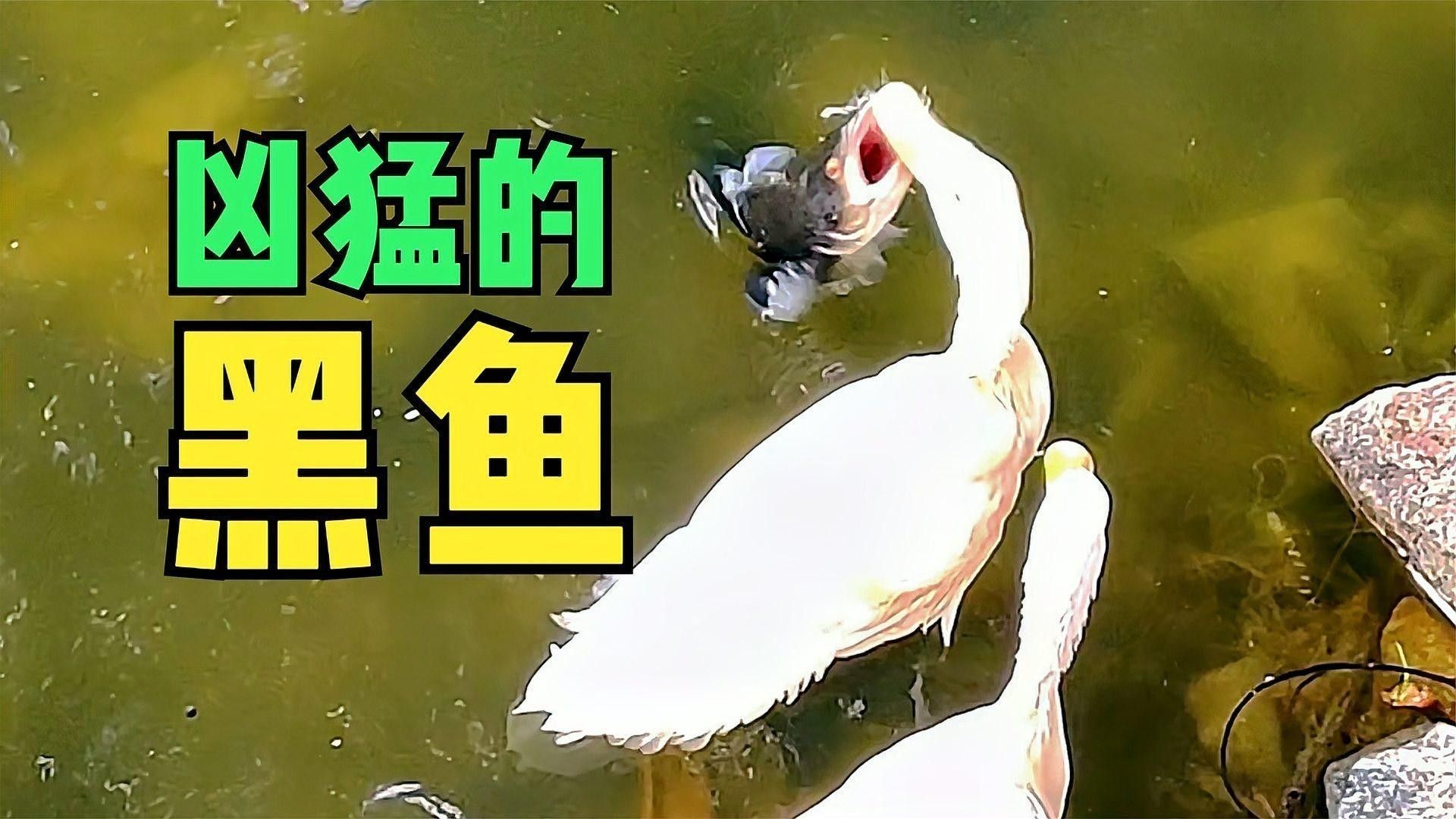 黑魚在魚缸中如何繁殖？（在魚缸中繁殖黑魚的方法主要涉及以下幾個步驟和注意事項） 黑魚在魚缸中如何繁殖？（在魚缸中繁殖黑魚的方法主要涉及以下幾個步驟和注意事項） 龍魚百科 第2張