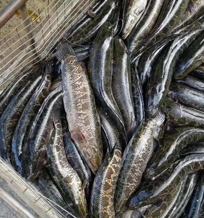 黑魚在魚缸中如何繁殖？（在魚缸中繁殖黑魚的方法主要涉及以下幾個步驟和注意事項） 黑魚在魚缸中如何繁殖？（在魚缸中繁殖黑魚的方法主要涉及以下幾個步驟和注意事項） 龍魚百科 第5張