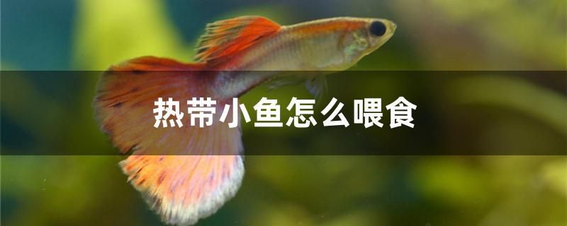 <strong><mark>安康</mark></strong>龍魚專賣店（<strong><mark>安康</mark></strong>魚批發(fā)）（<strong><mark>安康</mark></strong>龍魚專賣店）