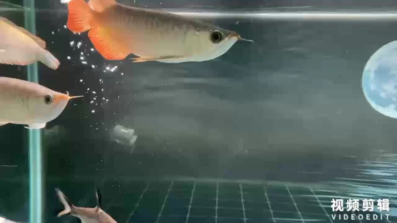 簽到（奇福愛的過肩摔評論：簽到系統為企業帶來了諸多便利和效益）
