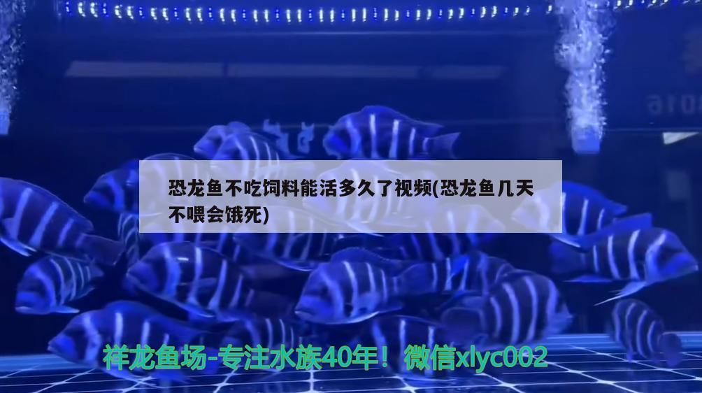 恐龍魚不吃飼料能活多久了視頻(恐龍魚幾天不喂會餓死)（恐龍魚不吃飼料能活多久了）