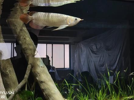 如何找到高清無水印的龍魚背景圖（尋找高清無水印的龍魚背景圖有哪些風格有哪些風格）