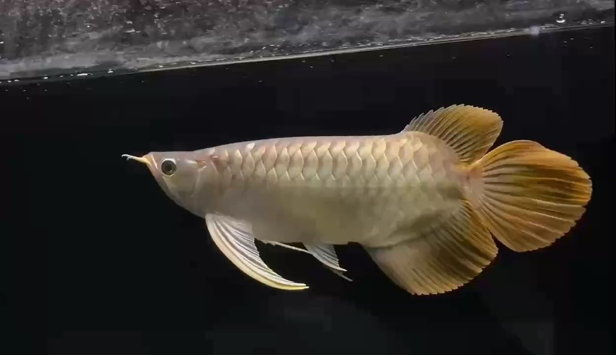 更新（頂尖超級怪獸2,龍巧兒）