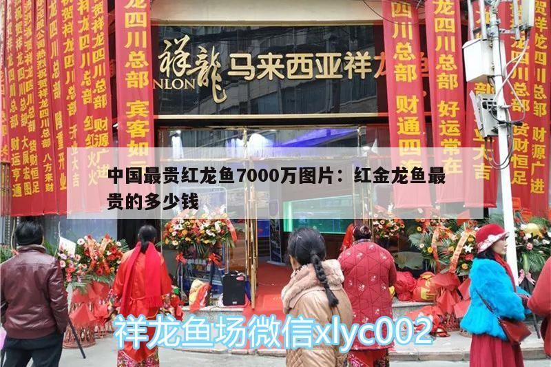 中國最貴紅龍魚7000萬圖片:紅金龍魚最貴的多少錢（中國最貴中國最貴紅龍魚7000萬圖片創下吉尼斯世界紀錄）