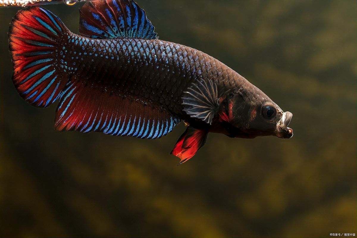 曼龍魚混養最佳過濾參數（曼龍魚混養最佳過濾參數探討曼龍魚混養的最佳過濾參數）