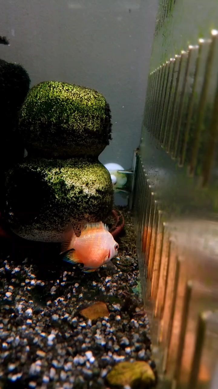 迷你鸚鵡母魚，算頂級貨嗎（迷你鸚鵡母魚屬于頂級貨嗎？）
