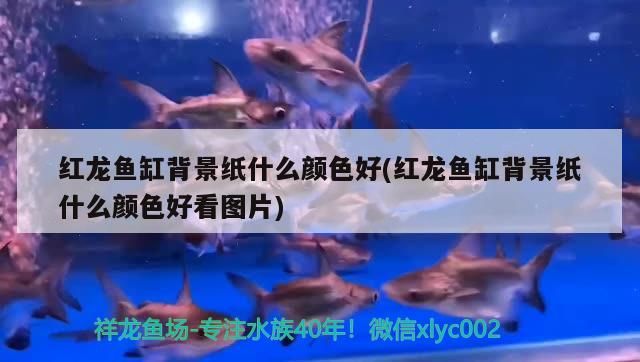 紅龍魚缸背景紙什么顏色好(紅龍魚缸背景紙什么顏色好看圖片)（紅龍魚缸背景紙什么顏色好）