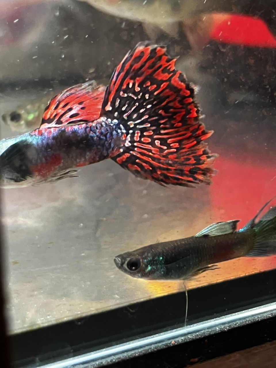 可以(ai在教育中的應(yīng)用與挑戰(zhàn),) 龍魚(yú)論壇 第3張 可以(ai在教育中的應(yīng)用與挑戰(zhàn),) 可以(ai在教育中的應(yīng)用與挑戰(zhàn),) 龍魚(yú)論壇 第3張