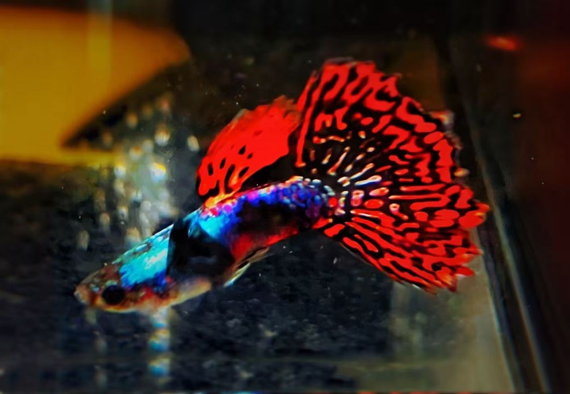 可以（ai在醫療領域的應用）