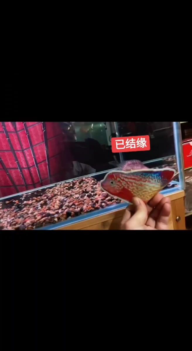 曬馬（“曬馬”的文化內(nèi)涵）