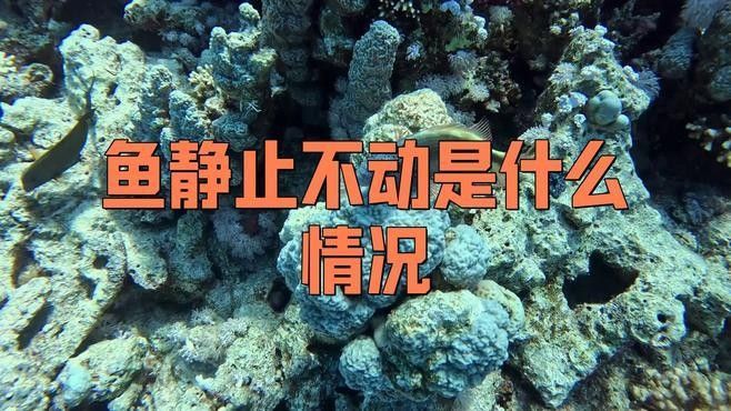 詳細(xì)閱讀:金龍魚在缸頂不動(dòng)會(huì)持續(xù)多久(龍魚為何趴缸揭秘背后真相與高效解決方法!) 金龍魚在缸頂不動(dòng)會(huì)持續(xù)多久(龍魚為何趴缸揭秘背后真相與高效解決方法!)