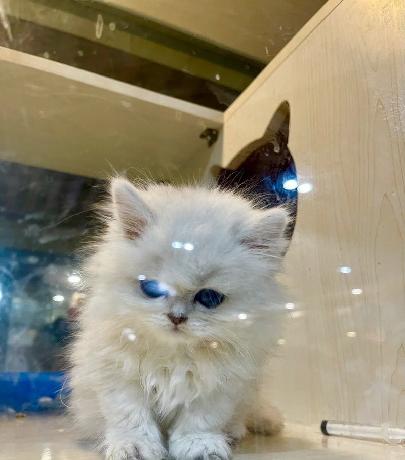 官園市場的營業時間是？（北京周末遛娃好去處|官圓市場探秘）