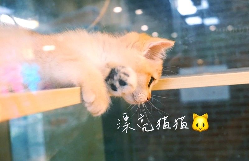 官園市場的營業時間是？（北京周末遛娃好去處|官圓市場探秘）